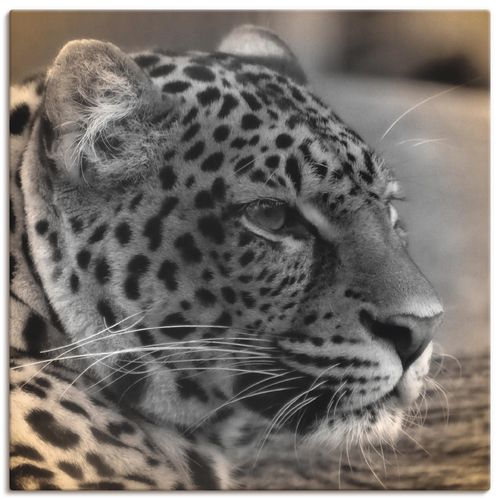 4059745459013 - Wandbild ARTLAND Leopard Profil Bilder Gr B H 70 cm x 70 cm Leinwandbild Wildtiere quadratisch 1 St grau Bild Poster Bilder als Alubild Leinwandbild Wandaufkleber oder in versch Größen 4059745459013 - Wandbild ARTLAND Leopard Profil Bilder Gr B H 70 cm x 70 cm Leinwandbild Wildtiere quadratisch 1 St grau Bild Poster Bilder als Alubild Leinwandbild Wandaufkleber oder in versch Größen