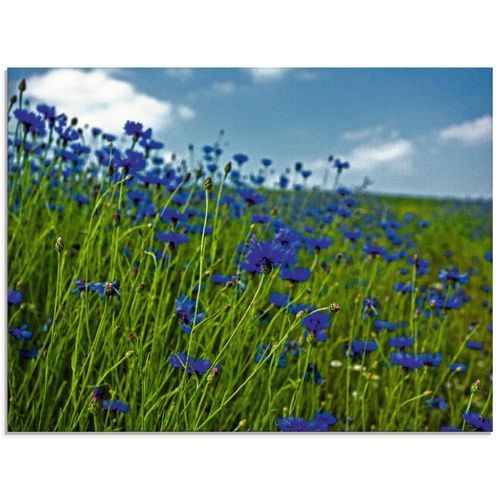 4058661661791 - Glasbild ARTLAND Kornblumenwiese Bilder Gr B H 60 cm x 45 cm Glasbild Blumenwiese Querformat 1 St blau Bild Glasbild Glasbilder Bilder in verschiedenen Größen 4058661661791 - Glasbild ARTLAND Kornblumenwiese Bilder Gr B H 60 cm x 45 cm Glasbild Blumenwiese Querformat 1 St blau Bild Glasbild Glasbilder Bilder in verschiedenen Größen