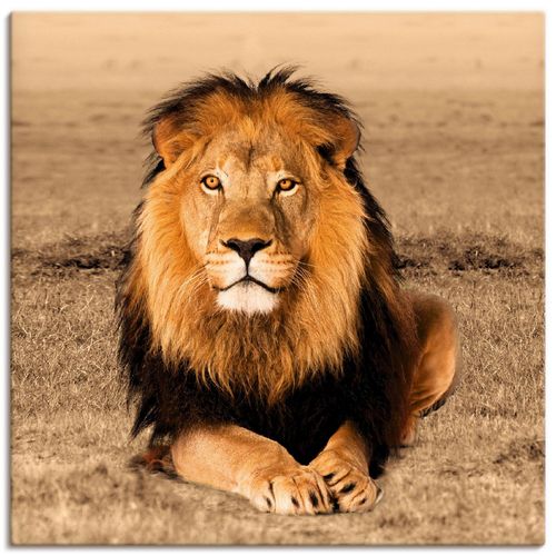 4055327255547 - Wandbild ARTLAND Löwe Bilder Gr B H 40 cm x 40 cm Leinwandbild Wildtiere quadratisch 1 St braun Bild Metallbild Metallbilder Bilder als Alubild Leinwandbild Wandaufkleber oder Poster in versch Größen 4055327255547 - Wandbild ARTLAND Löwe Bilder Gr B H 40 cm x 40 cm Leinwandbild Wildtiere quadratisch 1 St braun Bild Metallbild Metallbilder Bilder als Alubild Leinwandbild Wandaufkleber oder Poster in versch Größen