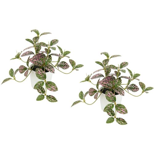 4019844801489 - Kunstpflanze IGEA Künstliche Zimmerpflanze mini Aucuba im Topf Pflanze Kunstpflanzen Gr B H L 15 cm x 14 cm x 12 cm 2 St grün (grün rot) Künstliche Zimmerpflanzen Seidenblumen Hängepflanzen rankende Blattpflanze hängend Grünpflanzen