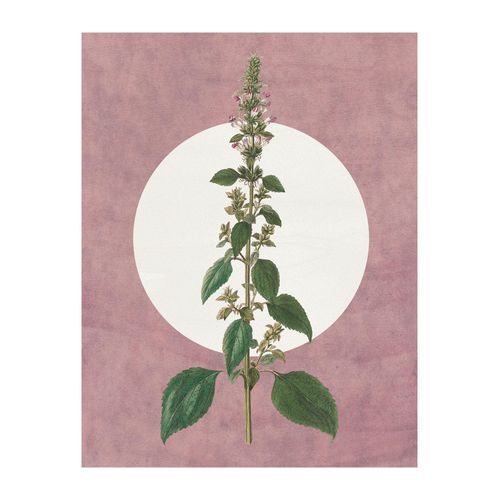 4055065179525 - Bild KOMAR Menthe en Croissance bunt (farbe bild(er) bunt) B40cm H50cm Papier Holz Bilder Wandbild zur Dekoration - ohne Rahmen 4055065179525 - Bild KOMAR Menthe en Croissance bunt (farbe bild(er) bunt) B40cm H50cm Papier Holz Bilder Wandbild zur Dekoration - ohne Rahmen