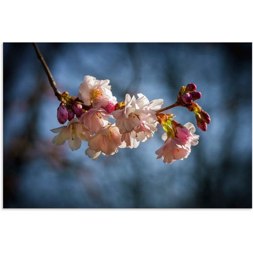 4062144834640 - Wandbild ARTLAND Kirschblüte im Frühling Bilder Gr B H 60 cm x 40 cm Alu-Dibond-Druck Blumenbilder Querformat 1 St blau Kunstdrucke als Alubild Leinwandbild Wandaufkleber oder Poster in versch Größen 4062144834640 - Wandbild ARTLAND Kirschblüte im Frühling Bilder Gr B H 60 cm x 40 cm Alu-Dibond-Druck Blumenbilder Querformat 1 St blau Kunstdrucke als Alubild Leinwandbild Wandaufkleber oder Poster in versch Größen