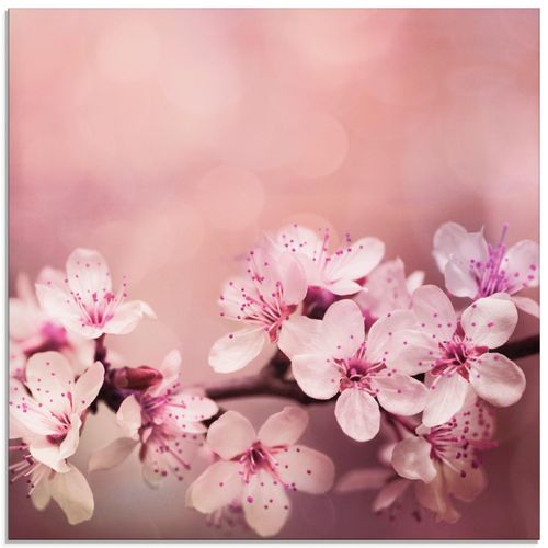 4057738844204 - Glasbild ARTLAND Kirschblüten Bilder Gr B H 30 cm x 30 cm Glasbild Blumen quadratisch 1 St pink Bild Glasbild Glasbilder Bilder in verschiedenen Größen 4057738844204 - Glasbild ARTLAND Kirschblüten Bilder Gr B H 30 cm x 30 cm Glasbild Blumen quadratisch 1 St pink Bild Glasbild Glasbilder Bilder in verschiedenen Größen
