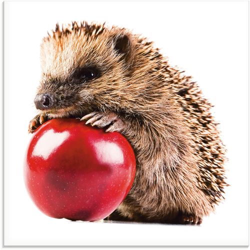 4055327035347 - Glasbild ARTLAND Glücklicher Igel Bilder Gr B H 20 cm x 20 cm Wildtiere 1 St weiß Glasbilder Bilder in verschiedenen Größen 4055327035347 - Glasbild ARTLAND Glücklicher Igel Bilder Gr B H 20 cm x 20 cm Wildtiere 1 St weiß Glasbilder Bilder in verschiedenen Größen