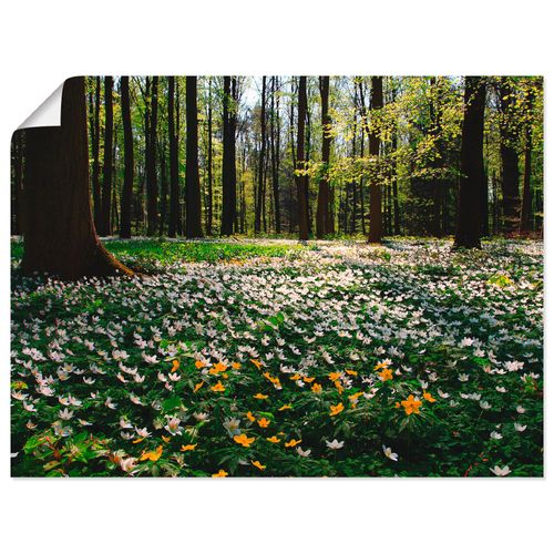 4055327780728 - Wandbild ARTLAND Frühlingswald bedeckt mit Windröschen Bilder Gr B H 80 cm x 60 cm Poster Wald Querformat 1 St grün Bild Poster Bilder als Leinwandbild Wandaufkleber oder in versch Größen 4055327780728 - Wandbild ARTLAND Frühlingswald bedeckt mit Windröschen Bilder Gr B H 80 cm x 60 cm Poster Wald Querformat 1 St grün Bild Poster Bilder als Leinwandbild Wandaufkleber oder in versch Größen