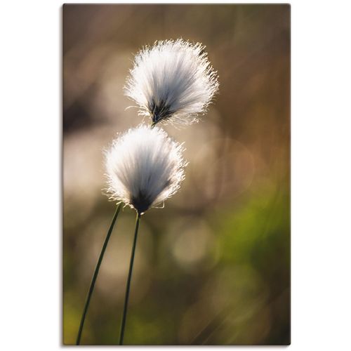 4062144031872 - Wandbild ARTLAND Wollgras I Bilder Gr B H 60 cm x 90 cm Leinwandbild Gräser 1 St beige (naturfarben) Bild Kunstdruck Kunstdrucke Bilder als Alubild Leinwandbild Wandaufkleber oder Poster in versch Größen 4062144031872 - Wandbild ARTLAND Wollgras I Bilder Gr B H 60 cm x 90 cm Leinwandbild Gräser 1 St beige (naturfarben) Bild Kunstdruck Kunstdrucke Bilder als Alubild Leinwandbild Wandaufkleber oder Poster in versch Größen