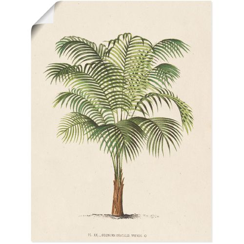 4058661398819 - Wandbild ARTLAND Palme II Bilder Gr B H 60 cm x 80 cm Poster Pflanzen Hochformat 1 St beige (naturfarben) Bild Poster Bilder als Alubild Leinwandbild Wandaufkleber oder in versch Größen 4058661398819 - Wandbild ARTLAND Palme II Bilder Gr B H 60 cm x 80 cm Poster Pflanzen Hochformat 1 St beige (naturfarben) Bild Poster Bilder als Alubild Leinwandbild Wandaufkleber oder in versch Größen