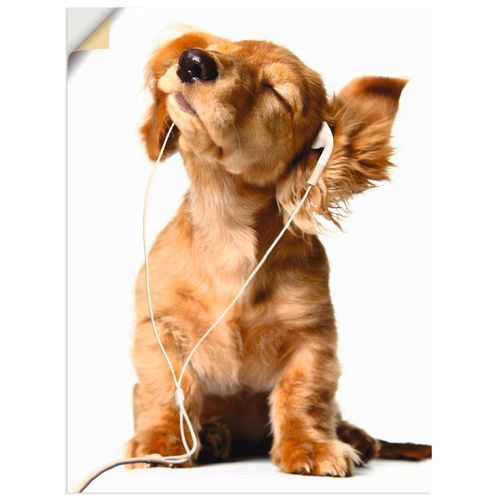 4062144364963 - Wandbild ARTLAND Junger Hund hört Musik über Kopfhörer Bilder Gr B H 45 cm x 60 cm Wandaufkleber - Vinyl Haustiere Hochformat 1 St weiß Bild Poster Bilder als Leinwandbild Wandaufkleber oder in versch Größen 4062144364963 - Wandbild ARTLAND Junger Hund hört Musik über Kopfhörer Bilder Gr B H 45 cm x 60 cm Wandaufkleber - Vinyl Haustiere Hochformat 1 St weiß Bild Poster Bilder als Leinwandbild Wandaufkleber oder in versch Größen