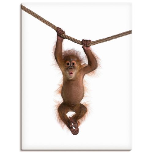 4055327242158 - Wandbild ARTLAND Baby Orang Utan hängt an Seil II Bilder Gr B H 30 cm x 40 cm Leinwandbild Wildtiere Hochformat 1 St weiß Bild Metallbild Metallbilder Bilder als Alubild Leinwandbild Wandaufkleber oder Poster in versch Größen 4055327242158 - Wandbild ARTLAND Baby Orang Utan hängt an Seil II Bilder Gr B H 30 cm x 40 cm Leinwandbild Wildtiere Hochformat 1 St weiß Bild Metallbild Metallbilder Bilder als Alubild Leinwandbild Wandaufkleber oder Poster in versch Größen