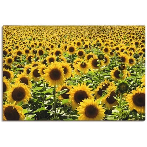 4058661257079 - Wandbild ARTLAND Sonnenblumenfeld Bilder Gr B H 90 cm x 60 cm Leinwandbild Blumen 1 St gelb Bild Kunstdruck Leinwandbild Kunstdrucke Bilder als Alubild Leinwandbild Wandaufkleber oder Poster in versch Größen 4058661257079 - Wandbild ARTLAND Sonnenblumenfeld Bilder Gr B H 90 cm x 60 cm Leinwandbild Blumen 1 St gelb Bild Kunstdruck Leinwandbild Kunstdrucke Bilder als Alubild Leinwandbild Wandaufkleber oder Poster in versch Größen