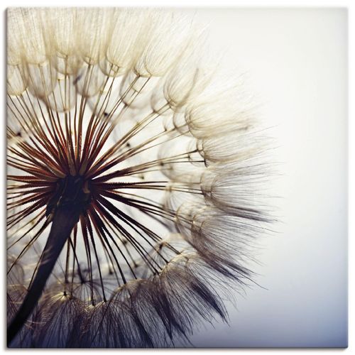 4059745835954 - Wandbild ARTLAND Große Pusteblume Bilder Gr B H 40 cm x 40 cm Leinwandbild Blumen quadratisch 1 St blau Bild Leinwandbild Kunstdrucke Bilder als Alubild Leinwandbild Wandaufkleber oder Poster in versch Größen 4059745835954 - Wandbild ARTLAND Große Pusteblume Bilder Gr B H 40 cm x 40 cm Leinwandbild Blumen quadratisch 1 St blau Bild Leinwandbild Kunstdrucke Bilder als Alubild Leinwandbild Wandaufkleber oder Poster in versch Größen
