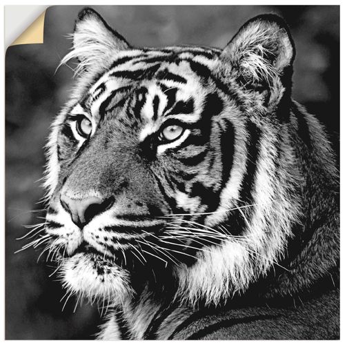 4062144365014 - Wandbild ARTLAND Tiger Bilder Gr B H 40 cm x 40 cm Wandaufkleber - Vinyl Wildtiere quadratisch 1 St schwarz Bild Poster Bilder als Leinwandbild Wandaufkleber oder in versch Größen 4062144365014 - Wandbild ARTLAND Tiger Bilder Gr B H 40 cm x 40 cm Wandaufkleber - Vinyl Wildtiere quadratisch 1 St schwarz Bild Poster Bilder als Leinwandbild Wandaufkleber oder in versch Größen