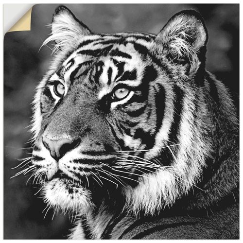 4062144365021 - Wandbild ARTLAND Tiger Bilder Gr B H 50 cm x 50 cm Wandaufkleber - Vinyl Wildtiere quadratisch 1 St schwarz Bild Poster Bilder als Leinwandbild Wandaufkleber oder in versch Größen 4062144365021 - Wandbild ARTLAND Tiger Bilder Gr B H 50 cm x 50 cm Wandaufkleber - Vinyl Wildtiere quadratisch 1 St schwarz Bild Poster Bilder als Leinwandbild Wandaufkleber oder in versch Größen