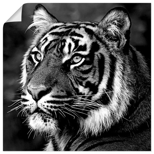 4057738313977 - Wandbild ARTLAND Tiger Bilder Gr B H 40 cm x 40 cm Poster Wildtiere quadratisch 1 St schwarz Bild Poster Bilder als Leinwandbild Wandaufkleber oder in versch Größen 4057738313977 - Wandbild ARTLAND Tiger Bilder Gr B H 40 cm x 40 cm Poster Wildtiere quadratisch 1 St schwarz Bild Poster Bilder als Leinwandbild Wandaufkleber oder in versch Größen