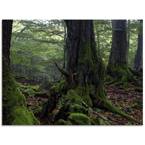 4058661693730 - Glasbild ARTLAND Alte Bäume am Kraterrand Bilder Gr B H 60 cm x 45 cm Glasbild Wald Querformat 1 St grün Glasbilder in verschiedenen Größen 4058661693730 - Glasbild ARTLAND Alte Bäume am Kraterrand Bilder Gr B H 60 cm x 45 cm Glasbild Wald Querformat 1 St grün Glasbilder in verschiedenen Größen