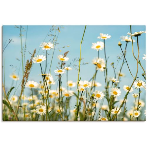 4062144621639 - Wandbild ARTLAND Margeriten vor Sommer Himmel Bilder Gr B H 30 cm x 20 cm Leinwandbild Blumenbilder Querformat 1 St beige (naturfarben) Kunstdrucke als Alubild Leinwandbild Wandaufkleber oder Poster in versch Größen