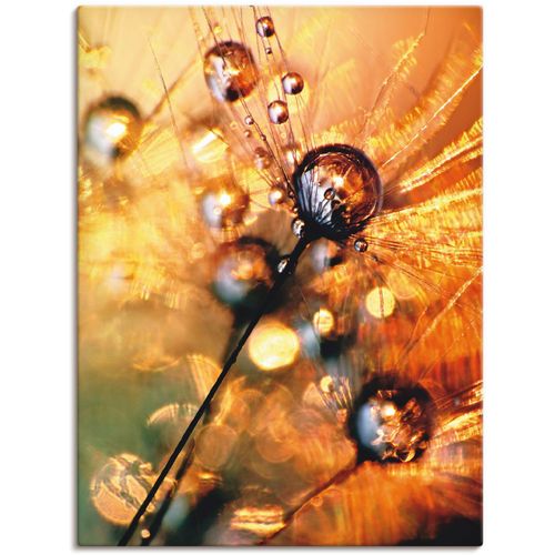 4057738609902 - Wandbild ARTLAND Pusteblume Energy Bilder Gr B H 60 cm x 80 cm Leinwandbild Blumen 1 St orange Bild Kunstdruck Kunstdrucke Bilder als Alubild Leinwandbild Wandaufkleber oder Poster in versch Größen