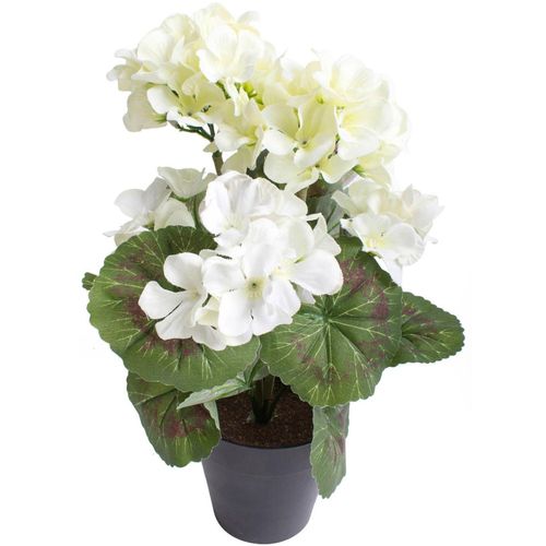 5415070704577 - Kunstblume BOTANIC-HAUS Geranienbusch mit 6 Blütenköpfen beige (creme weiß) B22cm H30cm T22cm Ø22cm Kunststoff Kunstpflanzen 5415070704577 - Kunstblume BOTANIC-HAUS Geranienbusch mit 6 Blütenköpfen beige (creme weiß) B22cm H30cm T22cm Ø22cm Kunststoff Kunstpflanzen