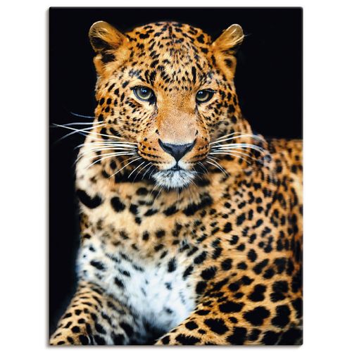 4059745926911 - Wandbild ARTLAND Wütender wilder Leopard Bilder Gr B H 60 cm x 80 cm Leinwandbild Wildtiere Hochformat 1 St schwarz Bild Poster Bilder als Alubild Leinwandbild Wandaufkleber oder in versch Größen