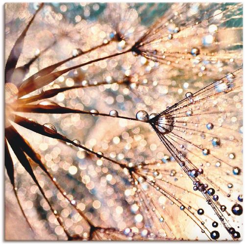 4057738609254 - Wandbild ARTLAND Pusteblume - Kisses from rain Bilder Gr B H 30 cm x 30 cm Leinwandbild Blumen 1 St weiß Bild Kunstdruck Kunstdrucke Bilder als Alubild Leinwandbild Wandaufkleber oder Poster in versch Größen 4057738609254 - Wandbild ARTLAND Pusteblume - Kisses from rain Bilder Gr B H 30 cm x 30 cm Leinwandbild Blumen 1 St weiß Bild Kunstdruck Kunstdrucke Bilder als Alubild Leinwandbild Wandaufkleber oder Poster in versch Größen