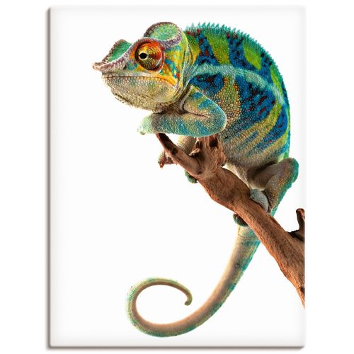 4055327242462 - Wandbild ARTLAND Ambanja Panther Chamäleon Bilder Gr B H 60 cm x 80 cm Leinwandbild Reptilien Hochformat 1 St weiß Bild Metallbild Metallbilder Bilder als Alubild Leinwandbild Wandaufkleber oder Poster in versch Größen 4055327242462 - Wandbild ARTLAND Ambanja Panther Chamäleon Bilder Gr B H 60 cm x 80 cm Leinwandbild Reptilien Hochformat 1 St weiß Bild Metallbild Metallbilder Bilder als Alubild Leinwandbild Wandaufkleber oder Poster in versch Größen