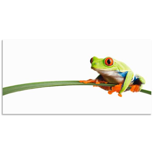 4057738375807 - Wandbild ARTLAND Frosch auf einem Blatt Bilder Gr B H 40 cm x 20 cm Alu-Dibond-Druck Wassertiere Querformat 1 St weiß Bild Metallbild Metallbilder Bilder als Alubild Leinwandbild Wandaufkleber oder Poster in versch Größen 4057738375807 - Wandbild ARTLAND Frosch auf einem Blatt Bilder Gr B H 40 cm x 20 cm Alu-Dibond-Druck Wassertiere Querformat 1 St weiß Bild Metallbild Metallbilder Bilder als Alubild Leinwandbild Wandaufkleber oder Poster in versch Größen
