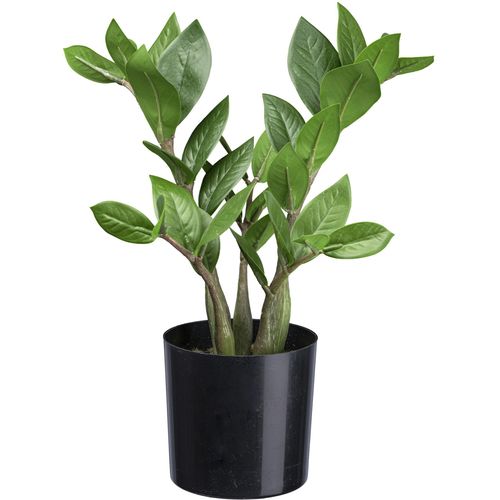 4064118181729 - Künstliche Zimmerpflanze CREATIV GREEN Zamifolia grün H30cm Kunstpflanzen mit detailgetreuen Blättern 4064118181729 - Künstliche Zimmerpflanze CREATIV GREEN Zamifolia grün H30cm Kunstpflanzen mit detailgetreuen Blättern