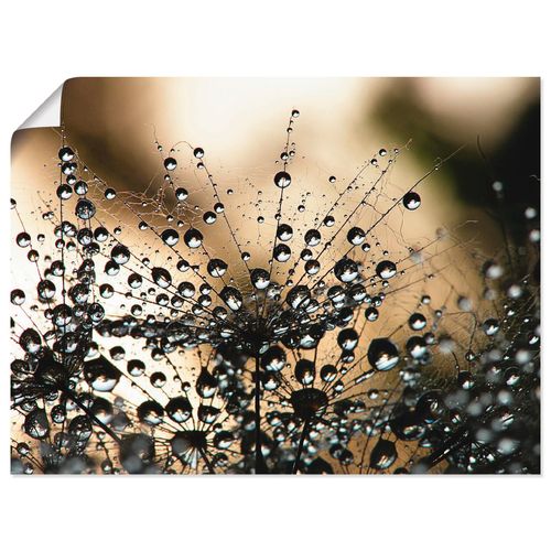 4059745927154 - Wandbild ARTLAND Nasser Löwenzahn Bilder Gr B H 80 cm x 60 cm Poster Blumen Querformat 1 St schwarz Bild Metallbild Metallbilder Bilder als Alubild Leinwandbild Wandaufkleber oder Poster in versch Größen 4059745927154 - Wandbild ARTLAND Nasser Löwenzahn Bilder Gr B H 80 cm x 60 cm Poster Blumen Querformat 1 St schwarz Bild Metallbild Metallbilder Bilder als Alubild Leinwandbild Wandaufkleber oder Poster in versch Größen