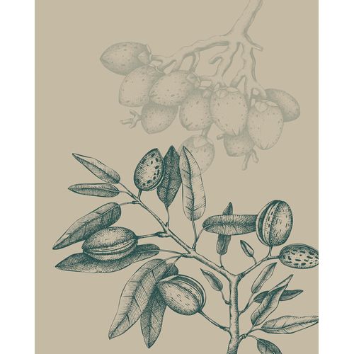 4055065177057 - Bild KOMAR Wild Mandolino beige (farbe bild(er) beige) B40cm H50cm Papier Holz Bilder Wandbild zur Dekoration - ohne Rahmen 4055065177057 - Bild KOMAR Wild Mandolino beige (farbe bild(er) beige) B40cm H50cm Papier Holz Bilder Wandbild zur Dekoration - ohne Rahmen