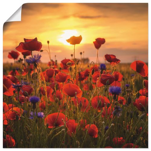 4059745058650 - Wandbild ARTLAND Mohnblumen im Abendlicht Bilder Gr B H 50 cm x 50 cm Poster Blumen quadratisch 1 St rot Bild Poster Bilder als Alubild Leinwandbild Wandaufkleber oder in versch Größen 4059745058650 - Wandbild ARTLAND Mohnblumen im Abendlicht Bilder Gr B H 50 cm x 50 cm Poster Blumen quadratisch 1 St rot Bild Poster Bilder als Alubild Leinwandbild Wandaufkleber oder in versch Größen