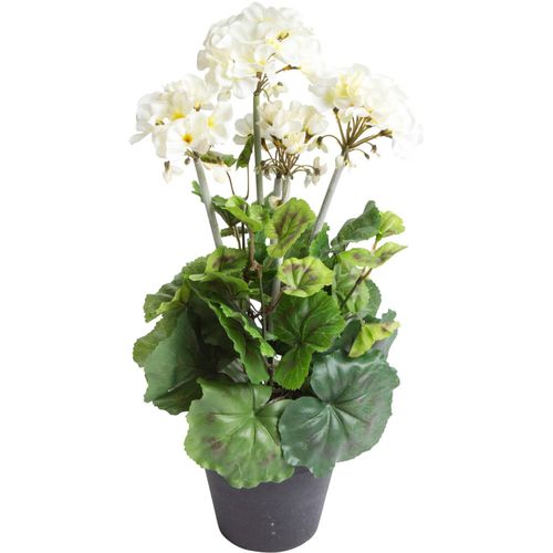 4260600492278 - Künstliche Zimmerpflanze BOTANIC-HAUS Geranienbusch im schwarzen Kunststofftopf Kunstpflanzen Gr Ø H 22 cm x 44 cm 1 St beige (creme) Künstliche Zimmerpflanzen 4260600492278 - Künstliche Zimmerpflanze BOTANIC-HAUS Geranienbusch im schwarzen Kunststofftopf Kunstpflanzen Gr Ø H 22 cm x 44 cm 1 St beige (creme) Künstliche Zimmerpflanzen