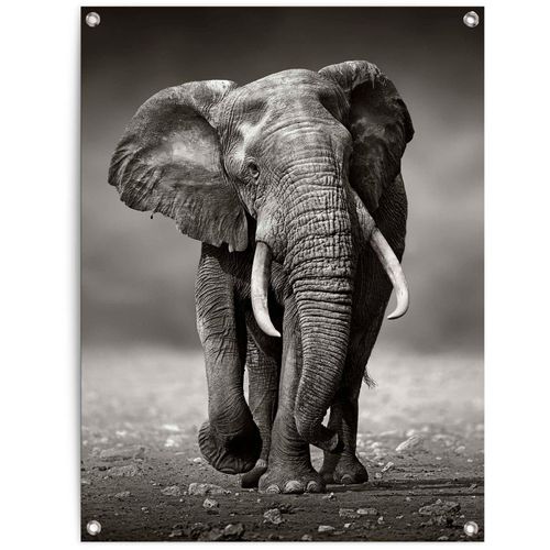 8714597628333 - Poster REINDERS Elefant schwarz (farbe bild(er) schwarz) B60cm H80cm T01cm Leinwand Bilder