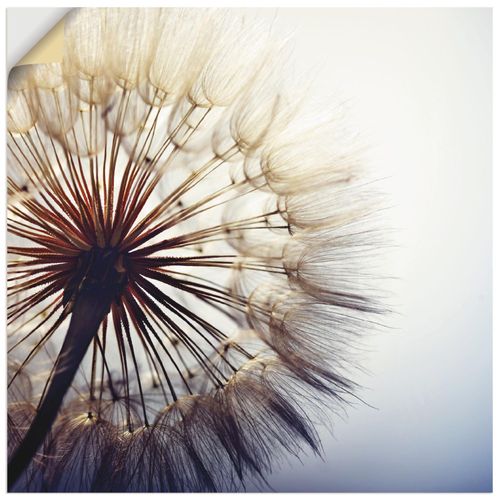 4059745836081 - Wandbild ARTLAND Große Pusteblume Bilder Gr B H 30 cm x 30 cm Wandaufkleber - Vinyl Blumen quadratisch 1 St blau Bild Leinwandbild Kunstdrucke Bilder als Alubild Leinwandbild Wandaufkleber oder Poster in versch Größen 4059745836081 - Wandbild ARTLAND Große Pusteblume Bilder Gr B H 30 cm x 30 cm Wandaufkleber - Vinyl Blumen quadratisch 1 St blau Bild Leinwandbild Kunstdrucke Bilder als Alubild Leinwandbild Wandaufkleber oder Poster in versch Größen