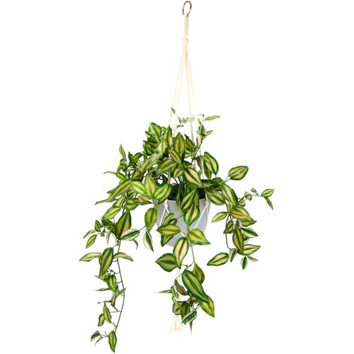 4019844764043 - Kunstpflanze IGEA Tradeskantie Kunstpflanzen Gr B H L 45 cm x 83 cm x 30 cm 1 St grün (grün rot) Künstliche Zimmerpflanzen Tradescantiahängeampel