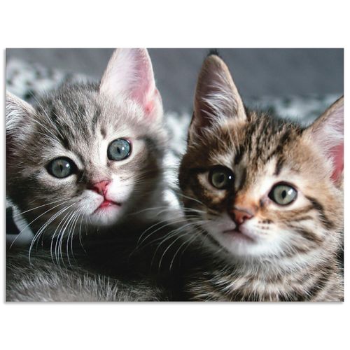 4062144534779 - Wandbild ARTLAND Katze Bilder Gr B H 40 cm x 30 cm Alu-Dibond-Druck Haustiere Querformat 1 St grau Bild Leinwandbild Kunstdrucke Bilder als Alubild Leinwandbild Wandaufkleber oder Poster in versch Größen 4062144534779 - Wandbild ARTLAND Katze Bilder Gr B H 40 cm x 30 cm Alu-Dibond-Druck Haustiere Querformat 1 St grau Bild Leinwandbild Kunstdrucke Bilder als Alubild Leinwandbild Wandaufkleber oder Poster in versch Größen