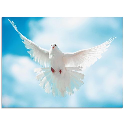 4057738379812 - Wandbild ARTLAND Taube mit ausgebreiteten Flügeln Bilder Gr B H 60 cm x 45 cm Alu-Dibond-Druck Vögel Querformat 1 St weiß Bild Leinwandbild Kunstdrucke Bilder als Alubild Leinwandbild Wandaufkleber oder Poster in versch Größen 4057738379812 - Wandbild ARTLAND Taube mit ausgebreiteten Flügeln Bilder Gr B H 60 cm x 45 cm Alu-Dibond-Druck Vögel Querformat 1 St weiß Bild Leinwandbild Kunstdrucke Bilder als Alubild Leinwandbild Wandaufkleber oder Poster in versch Größen