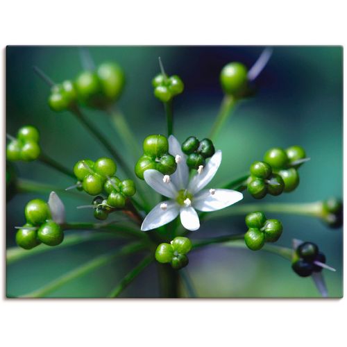 4055327618052 - Wandbild ARTLAND Bärlauchblüte Bilder Gr B H 80 cm x 60 cm Leinwandbild Blumen 1 St grün Bild Kunstdruck Poster Bilder als Leinwandbild Wandaufkleber oder in versch Größen 4055327618052 - Wandbild ARTLAND Bärlauchblüte Bilder Gr B H 80 cm x 60 cm Leinwandbild Blumen 1 St grün Bild Kunstdruck Poster Bilder als Leinwandbild Wandaufkleber oder in versch Größen