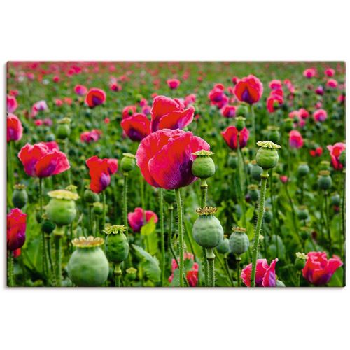 4062144815939 - Wandbild ARTLAND Mohnblumen Nahaufnahme Bilder Gr B H 90 cm x 60 cm Leinwandbild Blumenwiese Querformat 1 St pink Kunstdrucke als Alubild Leinwandbild Wandaufkleber oder Poster in versch Größen