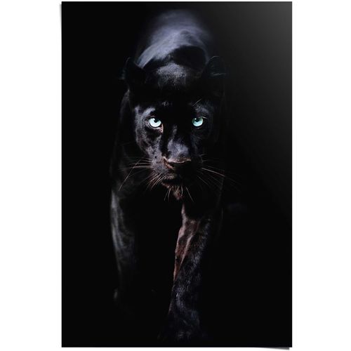 8714597554786 - Poster REINDERS Poster Schwarzer Panther schwarz (farbe bild(er) schwarz) B61cm H915cm Papier Bilder 8714597554786 - Poster REINDERS Poster Schwarzer Panther schwarz (farbe bild(er) schwarz) B61cm H915cm Papier Bilder