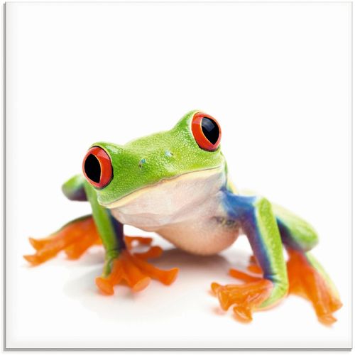 4055327045544 - Glasbild ARTLAND Großaufnahme eines Frosches vor weiß Bilder Gr B H 20 cm x 20 cm Wassertiere 1 St weiß Glasbilder Bilder in verschiedenen Größen