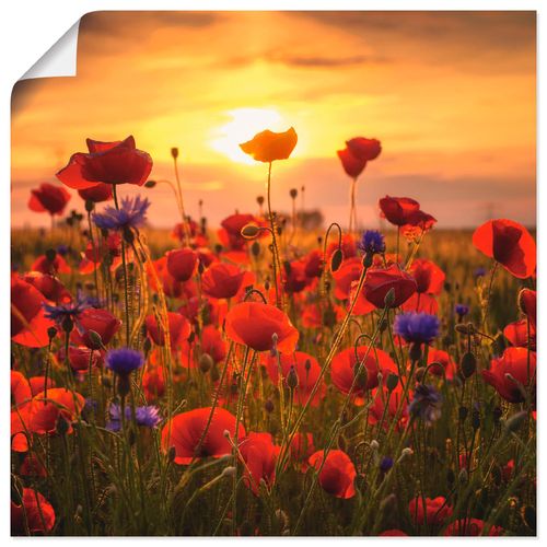 4059745057219 - Wandbild ARTLAND Mohnblumen im Abendlicht Bilder Gr B H 40 cm x 40 cm Poster Blumen quadratisch 1 St rot Bild Poster Bilder als Alubild Leinwandbild Wandaufkleber oder in versch Größen 4059745057219 - Wandbild ARTLAND Mohnblumen im Abendlicht Bilder Gr B H 40 cm x 40 cm Poster Blumen quadratisch 1 St rot Bild Poster Bilder als Alubild Leinwandbild Wandaufkleber oder in versch Größen