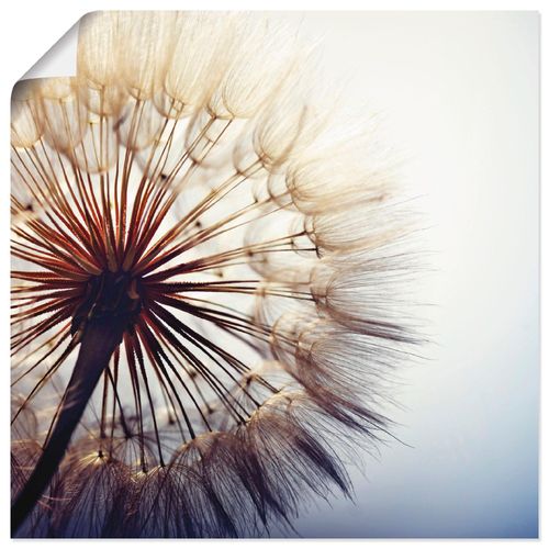 4059745835992 - Wandbild ARTLAND Große Pusteblume Bilder Gr B H 50 cm x 50 cm Poster Blumen quadratisch 1 St blau Bild Leinwandbild Kunstdrucke Bilder als Alubild Leinwandbild Wandaufkleber oder Poster in versch Größen 4059745835992 - Wandbild ARTLAND Große Pusteblume Bilder Gr B H 50 cm x 50 cm Poster Blumen quadratisch 1 St blau Bild Leinwandbild Kunstdrucke Bilder als Alubild Leinwandbild Wandaufkleber oder Poster in versch Größen