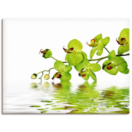 4055327241366 - Wandbild ARTLAND Schöne Orchidee mit grünem Hintergrund Bilder Gr B H 80 cm x 60 cm Leinwandbild Blumen Querformat 1 St grün Bild Poster Bilder als Alubild Leinwandbild Wandaufkleber oder in versch Größen 4055327241366 - Wandbild ARTLAND Schöne Orchidee mit grünem Hintergrund Bilder Gr B H 80 cm x 60 cm Leinwandbild Blumen Querformat 1 St grün Bild Poster Bilder als Alubild Leinwandbild Wandaufkleber oder in versch Größen