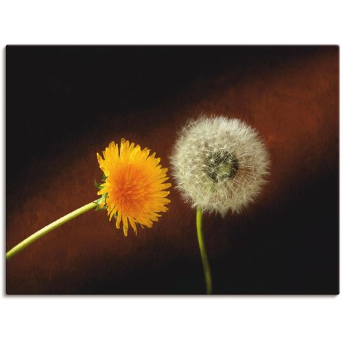 4055327267588 - Wandbild ARTLAND Pusteblume Bilder Gr B H 80 cm x 60 cm Leinwandbild Blumen 1 St braun Bild Kunstdruck Kunstdrucke Bilder als Leinwandbild Wandaufkleber oder Poster in versch Größen