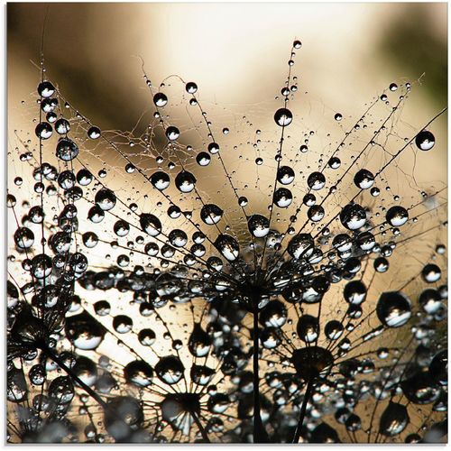 4058661083722 - Glasbild ARTLAND Nasser Löwenzahn Bilder Gr B H 20 cm x 20 cm Blumen 1 St schwarz Glasbilder Bilder in verschiedenen Größen 4058661083722 - Glasbild ARTLAND Nasser Löwenzahn Bilder Gr B H 20 cm x 20 cm Blumen 1 St schwarz Glasbilder Bilder in verschiedenen Größen