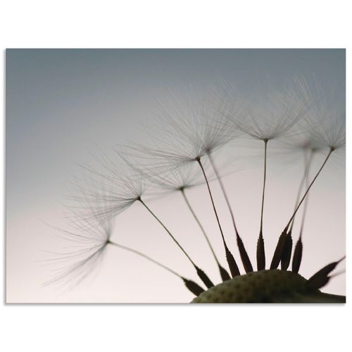 4062144534793 - Wandbild ARTLAND Pusteblumen-Samen I Bilder Gr B H 40 cm x 30 cm Alu-Dibond-Druck Blumen Querformat 1 St grau Bild Metallbild Metallbilder Bilder als Alubild Leinwandbild Wandaufkleber oder Poster in versch Größen 4062144534793 - Wandbild ARTLAND Pusteblumen-Samen I Bilder Gr B H 40 cm x 30 cm Alu-Dibond-Druck Blumen Querformat 1 St grau Bild Metallbild Metallbilder Bilder als Alubild Leinwandbild Wandaufkleber oder Poster in versch Größen