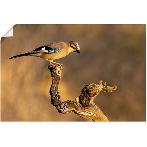 4062144623978 - Wandbild ARTLAND Eichelhäher Bilder Gr B H 90 cm x 60 cm Poster Vogelbilder Querformat 1 St braun Kunstdrucke als Alubild Leinwandbild Wandaufkleber oder Poster in versch Größen