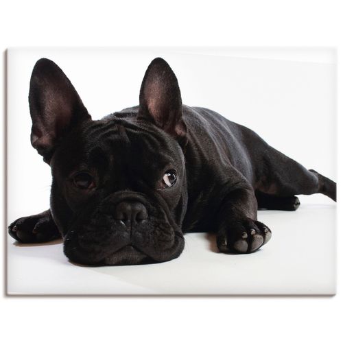 4055327240888 - Wandbild ARTLAND Bulldogge Bilder Gr B H 80 cm x 60 cm Leinwandbild Haustiere Querformat 1 St schwarz Bild Poster Bilder als Alubild Leinwandbild Wandaufkleber oder in versch Größen 4055327240888 - Wandbild ARTLAND Bulldogge Bilder Gr B H 80 cm x 60 cm Leinwandbild Haustiere Querformat 1 St schwarz Bild Poster Bilder als Alubild Leinwandbild Wandaufkleber oder in versch Größen