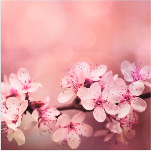 4057738844051 - Wandbild ARTLAND Kirschblüten Bilder Gr B H 50 cm x 50 cm Alu-Dibond-Druck Blumen quadratisch 1 St pink Bild Poster Bilder als Alubild Leinwandbild Wandaufkleber oder in versch Größen 4057738844051 - Wandbild ARTLAND Kirschblüten Bilder Gr B H 50 cm x 50 cm Alu-Dibond-Druck Blumen quadratisch 1 St pink Bild Poster Bilder als Alubild Leinwandbild Wandaufkleber oder in versch Größen
