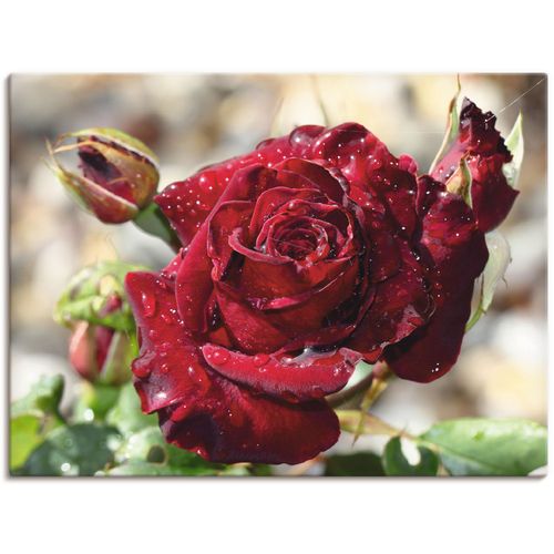 4055327205207 - Wandbild ARTLAND Tröpfchenrose Bilder Gr B H 80 cm x 60 cm Leinwandbild Blumen 1 St rot Bild Kunstdruck Leinwandbild Kunstdrucke Bilder als Leinwandbild Wandaufkleber oder Poster in versch Größen 4055327205207 - Wandbild ARTLAND Tröpfchenrose Bilder Gr B H 80 cm x 60 cm Leinwandbild Blumen 1 St rot Bild Kunstdruck Leinwandbild Kunstdrucke Bilder als Leinwandbild Wandaufkleber oder Poster in versch Größen